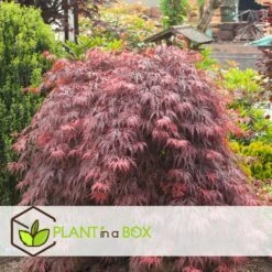 Acer Palmatum 'garnet' - Set De 2 - Erable - Pot 19cm - Hauteur 60-70cm -Karch Jardin Magasin 64594fca26f953.48731481