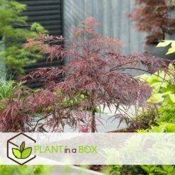 Acer Palmatum 'garnet' - Set De 2 - Erable - Pot 19cm - Hauteur 60-70cm -Karch Jardin Magasin 64594fca3d1201.97776738