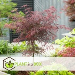 Acer Palmatum 'garnet' - Set De 2 - Erable - Pot 19cm - Hauteur 60-70cm -Karch Jardin Magasin 64594fca4b0651.02108510