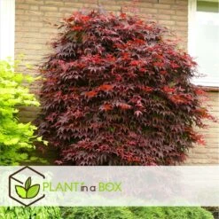 Acer Palmatum 'atropurpureum' - Set De 2 - Erable - Pot 19cm - Hauteur 60-70cm -Karch Jardin Magasin 64594fdc9db923.88068489