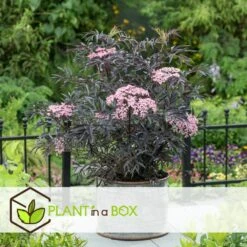 Sambucus Nigra 'black Lace' - Set De 4 - Pot 17cm - Hauteur 25-40cm 8 Sambucus Nigra 'black Lace' - Set De 4 - Pot 17cm - Hauteur 25-40cm -Karch Jardin Magasin 64594fe017ff58.54905189