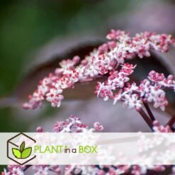 Sambucus Nigra 'black Lace' - Set De 4 - Pot 17cm - Hauteur 25-40cm 7 Sambucus Nigra 'black Lace' - Set De 4 - Pot 17cm - Hauteur 25-40cm -Karch Jardin Magasin 64594fe01c6815.60092599