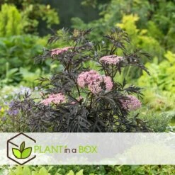 Sambucus Nigra 'black Lace' - Set De 4 - Pot 17cm - Hauteur 25-40cm 9 Sambucus Nigra 'black Lace' - Set De 4 - Pot 17cm - Hauteur 25-40cm -Karch Jardin Magasin 64594fe03806c9.54643939