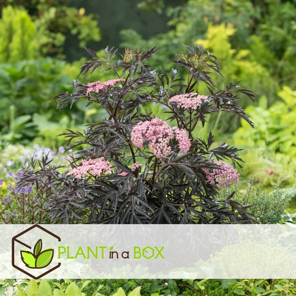 Sambucus Nigra 'black Lace' - Set De 4 - Pot 17cm - Hauteur 25-40cm 5 Sambucus Nigra 'black Lace' - Set De 4 - Pot 17cm - Hauteur 25-40cm – Image 5