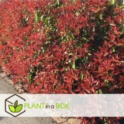 Photinia Fraseri Red Robin - Set De 6 - Pot 17cm - Hauteur 30-40cm -Karch Jardin Magasin 6459500a3f3082.23305329