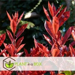 Photinia Fraseri Red Robin - Set De 6 - Pot 17cm - Hauteur 30-40cm -Karch Jardin Magasin 6459500a44a9d6.48307489