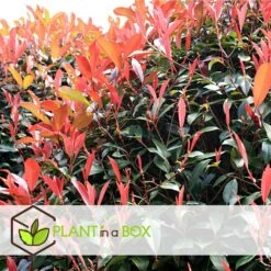 Photinia Fraseri Red Robin - Set De 6 - Pot 17cm - Hauteur 30-40cm -Karch Jardin Magasin 6459500a66e9f7.63273158