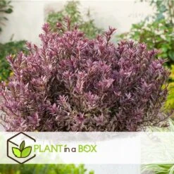 Hebe Pinguifolia - Mélange De 12 - Arbuste - Pot 10.5cm - Hauteur 15-20cm -Karch Jardin Magasin 6459500e64f3c6.09711097