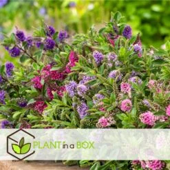 Hebe Pinguifolia - Mélange De 12 - Arbuste - Pot 10.5cm - Hauteur 15-20cm -Karch Jardin Magasin 6459500e708ff1.21350477