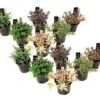 Hebe Pinguifolia - Mélange De 12 - Arbuste - Pot 10.5cm - Hauteur 15-20cm