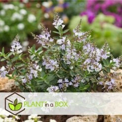 Hebe Pinguifolia - Mélange De 12 - Arbuste - Pot 10.5cm - Hauteur 15-20cm -Karch Jardin Magasin 6459500e849c88.75910708