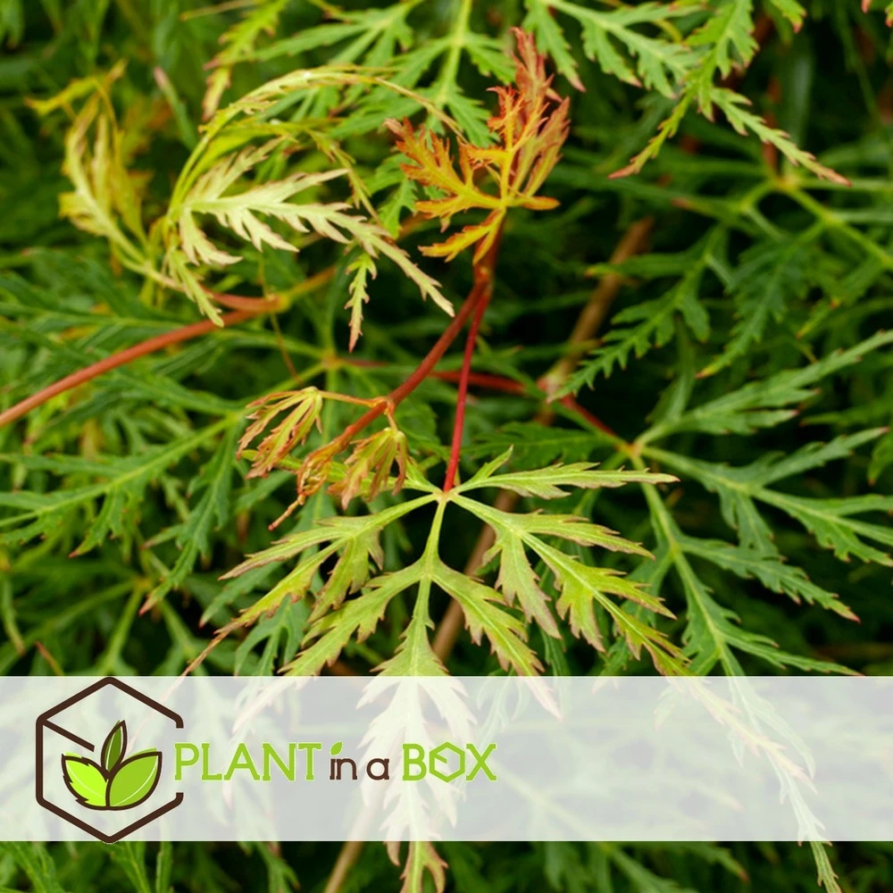 Acer Palmatum 'emerald Lace' - érable Du Japon - Pot 19cm - Hauteur 60-70cm 2 Acer Palmatum 'emerald Lace' - érable Du Japon - Pot 19cm - Hauteur 60-70cm – Image 2