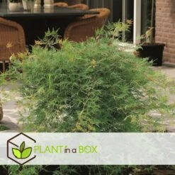 Acer Palmatum 'emerald Lace' - érable Du Japon - Pot 19cm - Hauteur 60-70cm 8 Acer Palmatum 'emerald Lace' - érable Du Japon - Pot 19cm - Hauteur 60-70cm -Karch Jardin Magasin 64595151614980.17326622