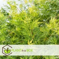 Acer Palmatum 'emerald Lace' - érable Du Japon - Pot 19cm - Hauteur 60-70cm 7 Acer Palmatum 'emerald Lace' - érable Du Japon - Pot 19cm - Hauteur 60-70cm -Karch Jardin Magasin 645951516b2a88.44107607