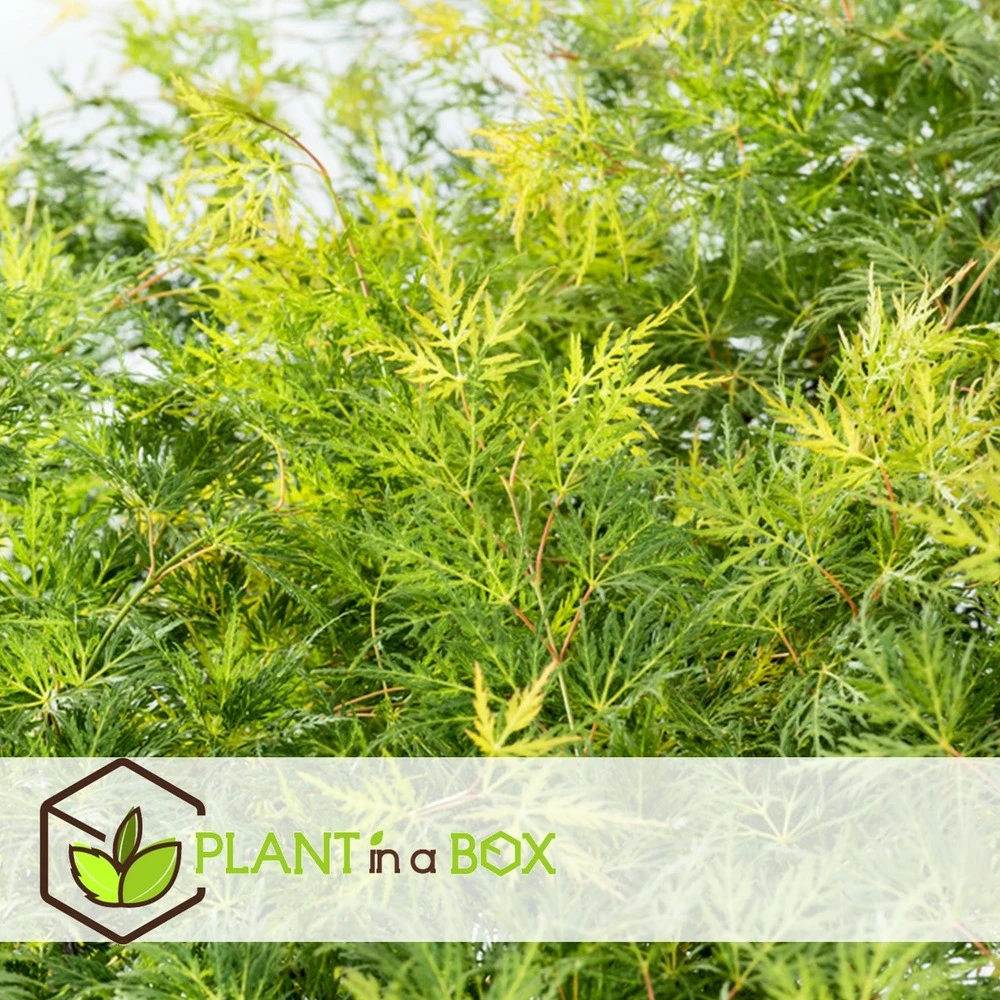 Acer Palmatum 'emerald Lace' - érable Du Japon - Pot 19cm - Hauteur 60-70cm 3 Acer Palmatum 'emerald Lace' - érable Du Japon - Pot 19cm - Hauteur 60-70cm – Image 3
