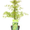 Acer Palmatum 'emerald Lace' - érable Du Japon - Pot 19cm - Hauteur 60-70cm