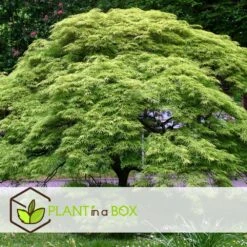 Acer Palmatum 'emerald Lace' - érable Du Japon - Pot 19cm - Hauteur 60-70cm 9 Acer Palmatum 'emerald Lace' - érable Du Japon - Pot 19cm - Hauteur 60-70cm -Karch Jardin Magasin 64595151886530.45803562