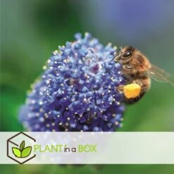 Ceanothus Thyrsiflorus Repens - Arbuste - Pot 17cm - Hauteur 60-70cm 7 Ceanothus Thyrsiflorus Repens - Arbuste - Pot 17cm - Hauteur 60-70cm -Karch Jardin Magasin 64595167209750.66688397