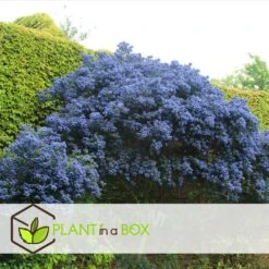 Ceanothus Thyrsiflorus Repens - Arbuste - Pot 17cm - Hauteur 60-70cm 6 Ceanothus Thyrsiflorus Repens - Arbuste - Pot 17cm - Hauteur 60-70cm -Karch Jardin Magasin 64595167264cf5.38010472