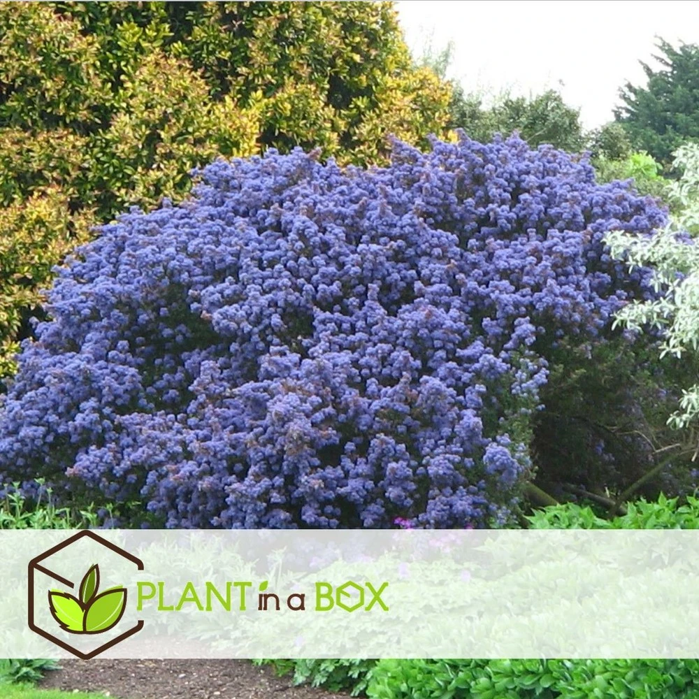 Ceanothus Thyrsiflorus Repens - Arbuste - Pot 17cm - Hauteur 60-70cm 2 Ceanothus Thyrsiflorus Repens - Arbuste - Pot 17cm - Hauteur 60-70cm – Image 2