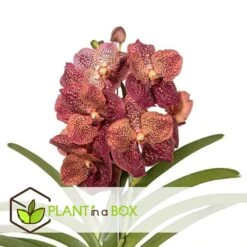 Vanda Leopard Coral - Orchidée Tropicale - Orchidée En Fleur - Hauteur 75-85cm -Karch Jardin Magasin 64595220aba3b5.16105552