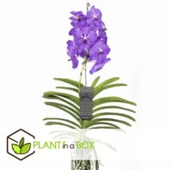 Vanda New Blue - Orchidée Tropicale - Magnifique Couleurs - Hauteur 50-60cm -Karch Jardin Magasin 64595223977a18.64238423