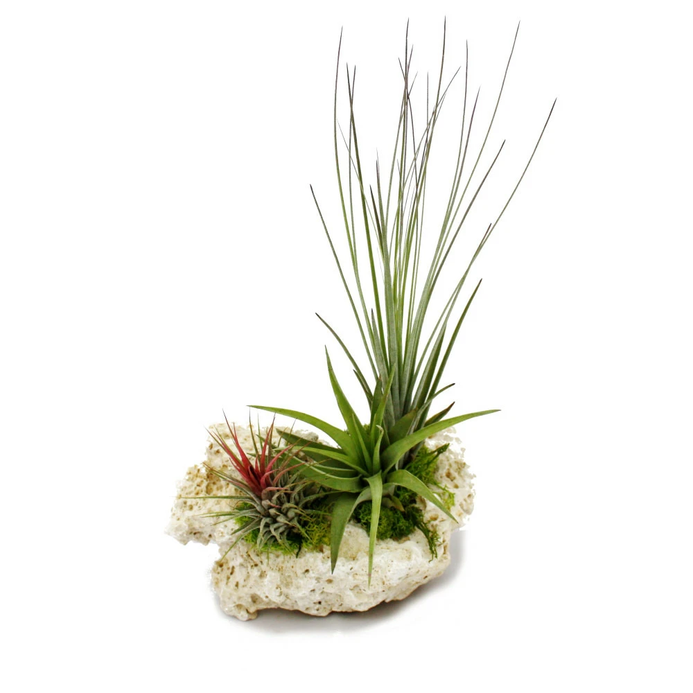 Tillandsias Sur Le Rocher De Zanzibar - Xl - 3 Plantes 1 Tillandsias Sur Le Rocher De Zanzibar - Xl - 3 Plantes