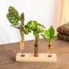 Plante D'intérieur - Trio De Mini Plantes En Hydroculture Sur Socle 11cm
