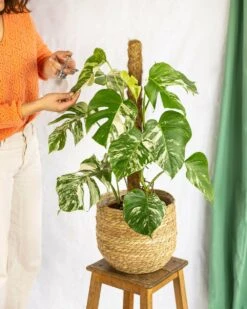 Plante D'intérieur - Monstera Deliciosa Variegata Xl 80cm