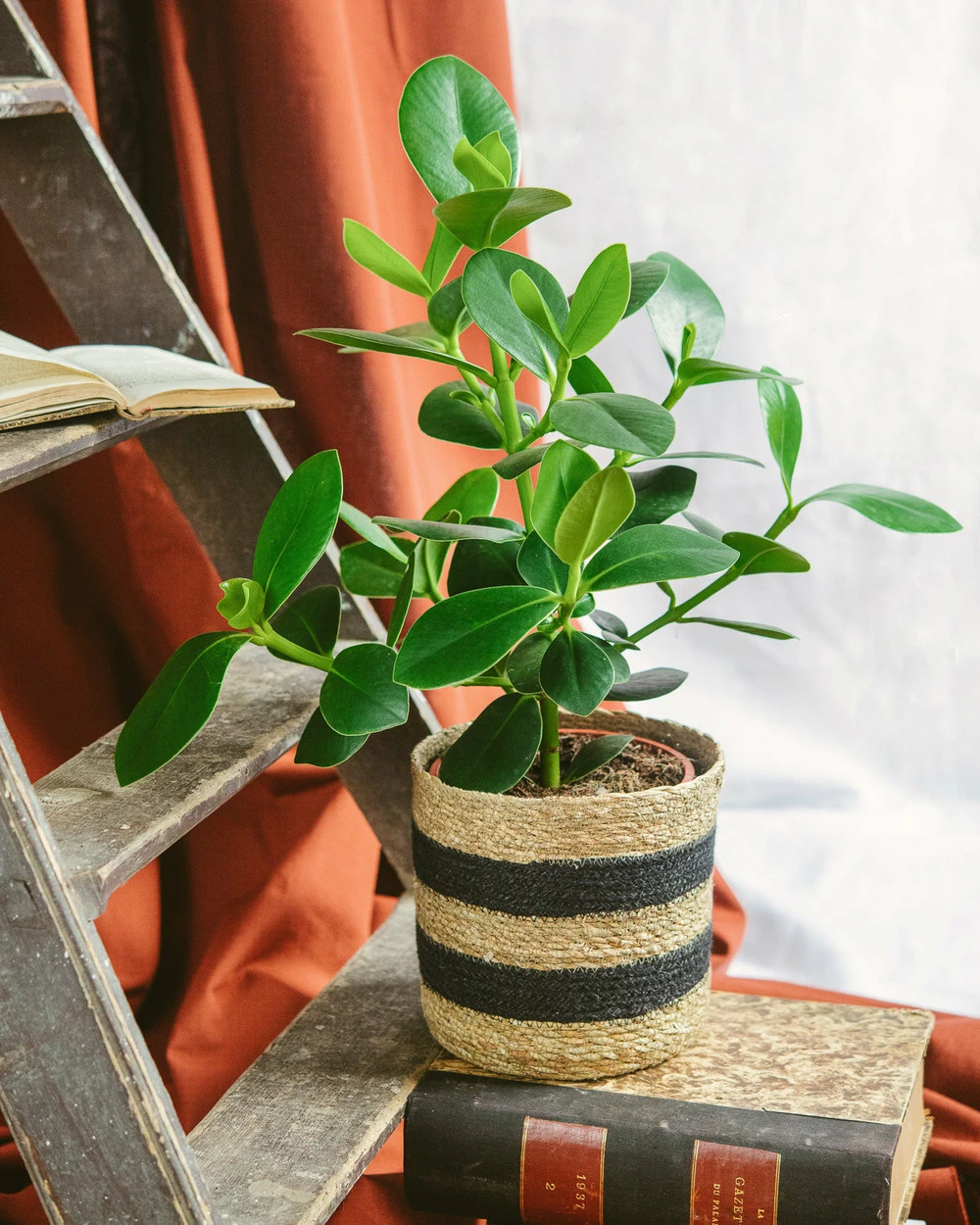 Plante D'intérieur - Clusia Princess L 60cm 1 Plante D'intérieur - Clusia Princess L 60cm