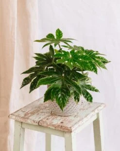 Plante D'intérieur - Fatsia Japonica 22cm