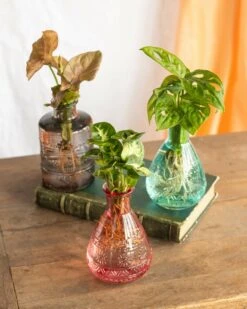 Plante D'intérieur - Salina Trio De Plantes En Hydroculture - Rose 11cm