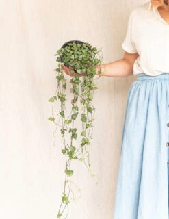 Plante D'intérieur - Grand Ceropegia Woodi - Suspension 30cm