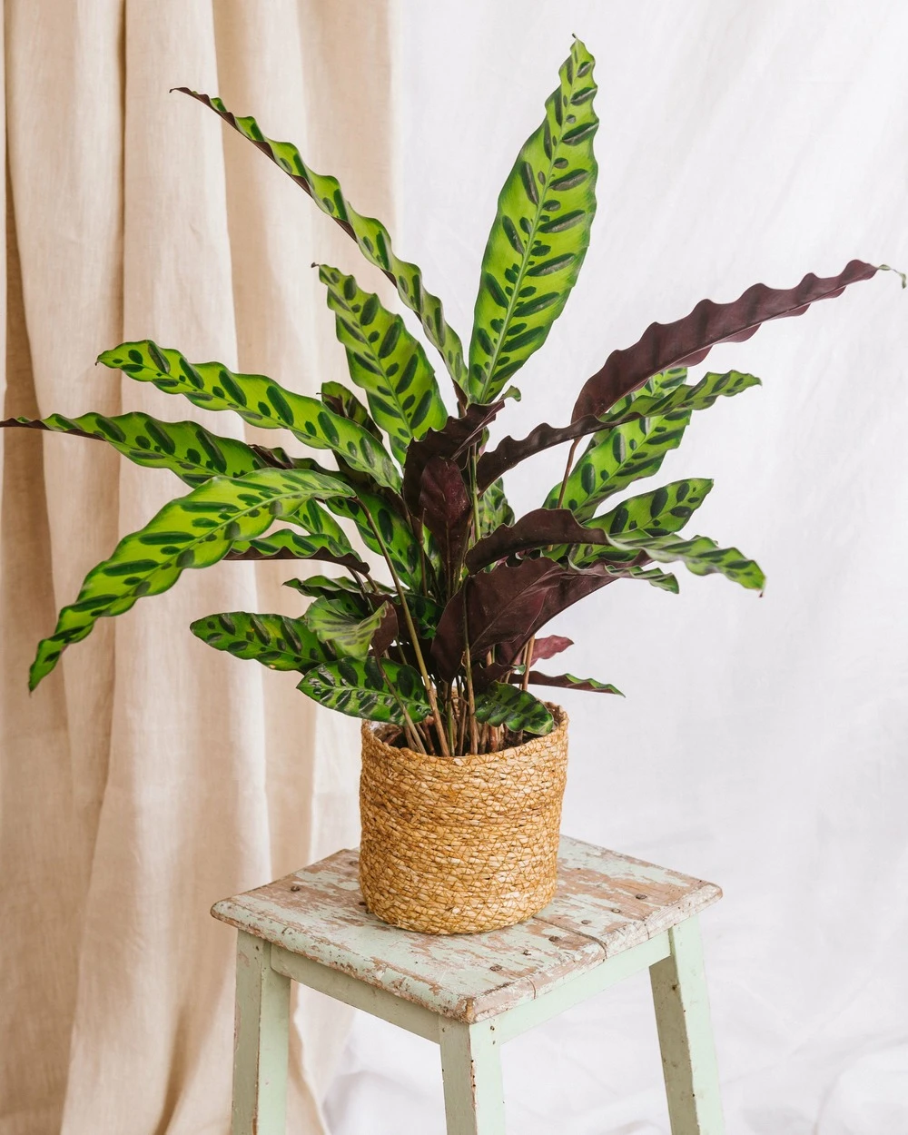 Plante D'intérieur - Calathea Lancifolia L 65cm 1 Plante D'intérieur - Calathea Lancifolia L 65cm