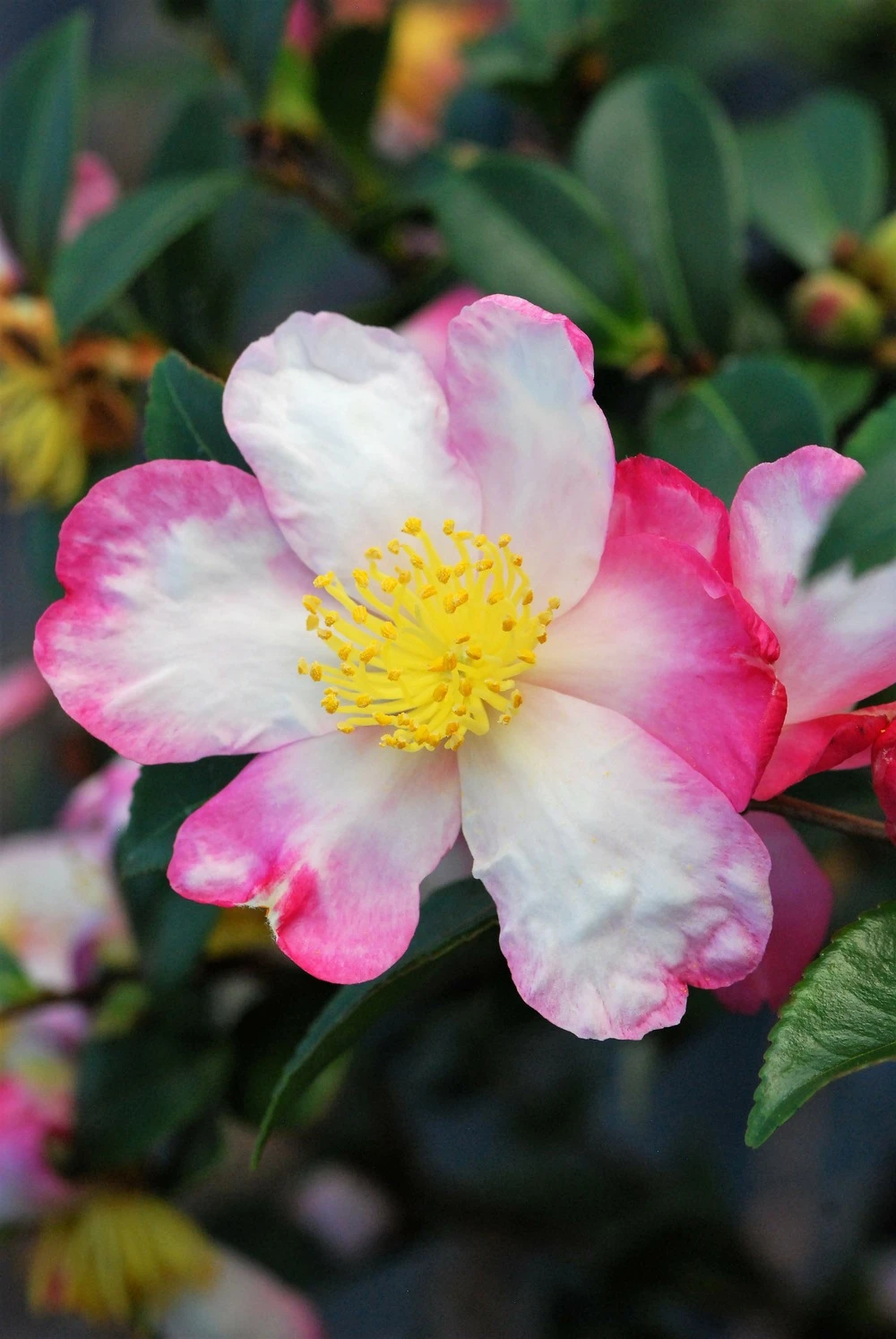 Camélia 'rainbow' - 4l 1 Camélia 'rainbow' - 4l