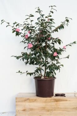 Camélia 'minato-no-akebono' - 5l