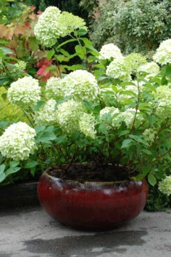 Hortensia 'limelight ?' - 3l