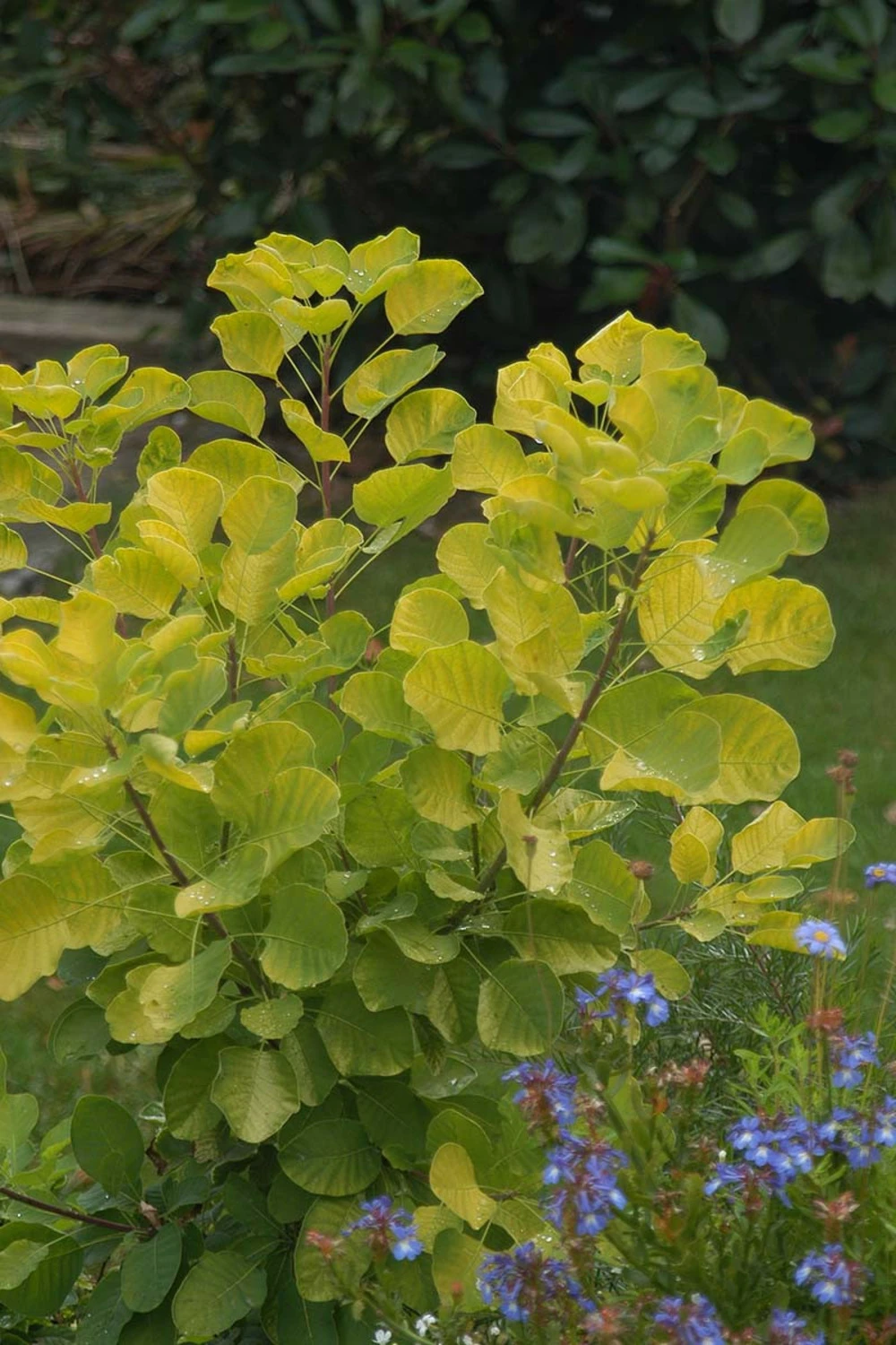 Arbre à Perruques Doré - 5l 1 Arbre à Perruques Doré - 5l