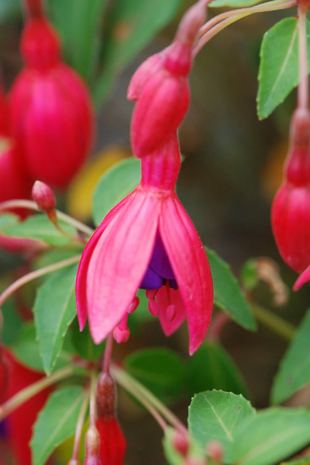 Fuchsia 'tom Thumb' - 3l 1 Fuchsia 'tom Thumb' - 3l
