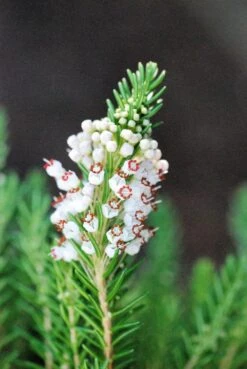 Bruyère Vagabonde 'alba' - 3l