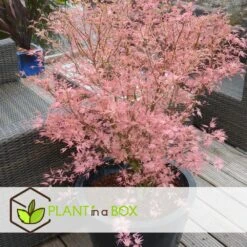 Japanese Maple 'taylor' - 'limited Edition' - Pot 19cm - Hauteur 60-70cm -Karch Jardin Magasin 64932591647bf2.45258243