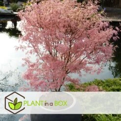Japanese Maple 'taylor' - 'limited Edition' - Pot 19cm - Hauteur 60-70cm -Karch Jardin Magasin 649325918db7a8.65789021