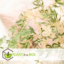 Japanese Maple 'taylor' - 'limited Edition' - Pot 19cm - Hauteur 60-70cm -Karch Jardin Magasin 64932591b4e217.18472860