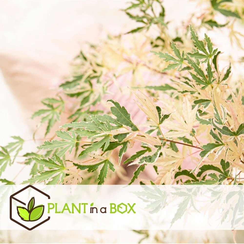 Érable Du Japon 'taylor' - Set De 2 - érable - Pot 19cm - Hauteur 60-70cm 6 Érable Du Japon 'taylor' - Set De 2 - érable - Pot 19cm - Hauteur 60-70cm – Image 6