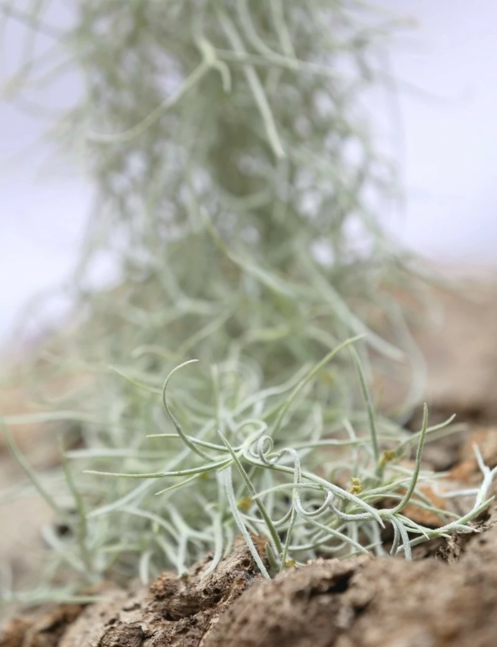 Tillandsia Usneoides Large Argenté - 40 à 60 Cm 1 Tillandsia Usneoides Large Argenté - 40 à 60 Cm