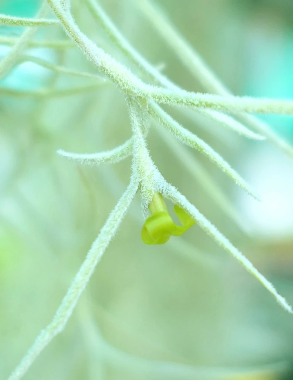 Tillandsia Usneoides Large Argenté - 40 à 60 Cm 2 Tillandsia Usneoides Large Argenté - 40 à 60 Cm – Image 2