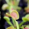 Dionaea Muscipula Tiger Fangs Caractéristique - Pot 7 Cm