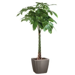 Pachira Tressé : H.150/160cm, Pot D.27cm -Karch Jardin Magasin 674123 002