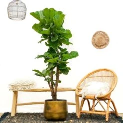 Ficus Lyrata Xxl - H160cm, ø30cm - Très Grande Plante D'intérieur 5 Ficus Lyrata Xxl - H160cm, ø30cm - Très Grande Plante D'intérieur -Karch Jardin Magasin 74401ca0208fff45
