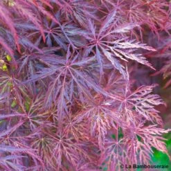 L'Acer Palmatum Dissectum Inaba Shidare : Pot 15L 5 L'Acer Palmatum Dissectum Inaba Shidare : Pot 15L -Karch Jardin Magasin 748214 002